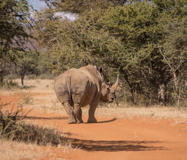 Achteraanzicht van de witte neushoorn kruising weg in zuidelijke Afrikaanse savanne - Foto, afbeelding