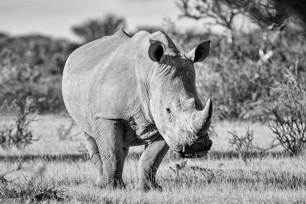 photo monochrome du rhinocéros blanc dans la savane d'Afrique australe
 - Photo, image