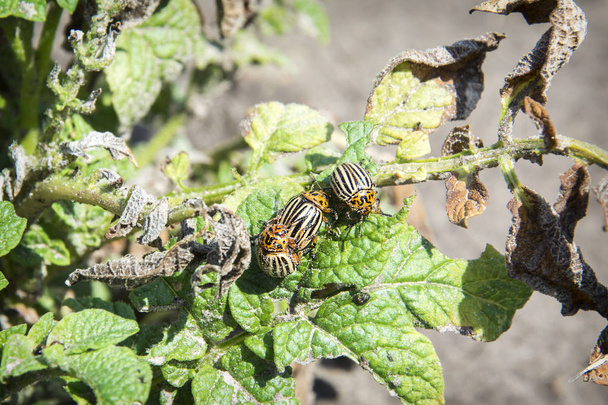 Lato w ogrodzie na jasny, słoneczny dzień na ziemniaki sidiata Colorado chrząszczy. - Zdjęcie, obraz