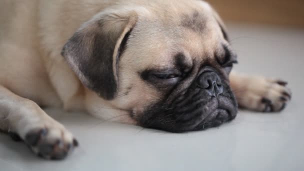 Yakın çekim yüz çene ve yapışkanlık dışarı dil tarafından dinlenme uyuyan sevimli pug köpek yavrusu köpek karo zemin üzerinde yatıyordu - Video, Çekim