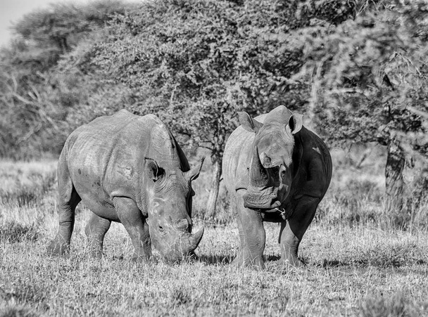 photo monochrome de rhinocéros blancs adultes marchant en savane, Afrique australe
 - Photo, image