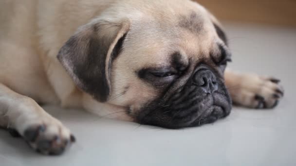 Yakın çekim yüz çene ve yapışkanlık dışarı dil tarafından dinlenme uyuyan sevimli pug köpek yavrusu köpek karo zemin üzerinde yatıyordu - Video, Çekim