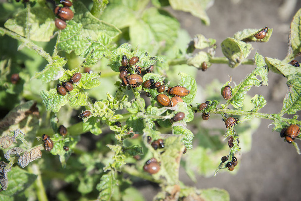 W okresie letnim w ogrodzie na jasny, słoneczny dzień na ziemniaki larwy larwy są dzieci Colorado chrząszczy. - Zdjęcie, obraz