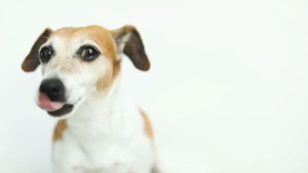 Lizanie i uśmiechnięty pies portret na białe tło. Materiały wideo - Materiał filmowy, wideo
