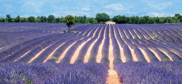 Levendula mezők Provence-ban, Franciaország - Fotó, kép