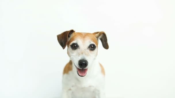 Dog on white background. Treat meal food from the owner hand. Video footage. Lovely pet - Footage, Video