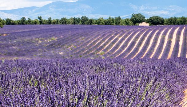 lavender fields in Provence, France - Foto, afbeelding