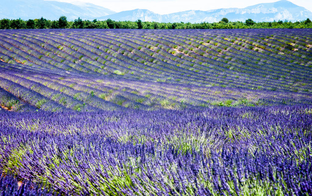 Levendula mezők Provence-ban, Franciaország - Fotó, kép