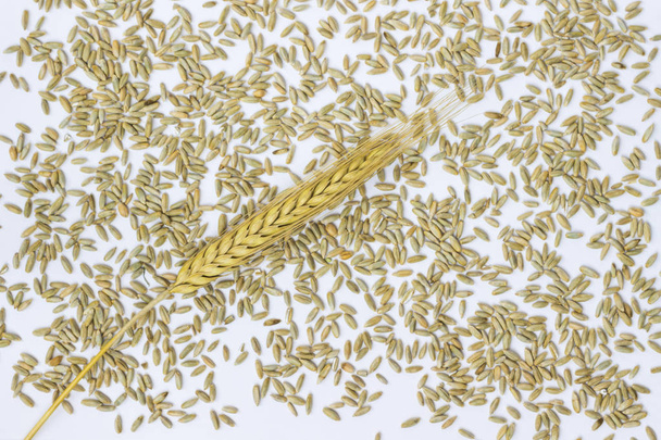 Sprig of barley among barley grains. White background. Top vie - Фото, зображення
