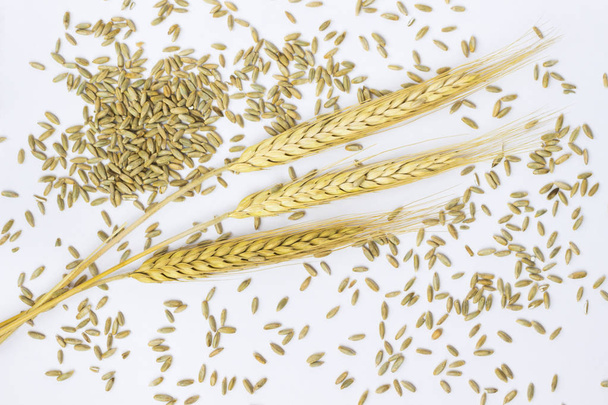 Sprig of barley among barley grains. White background. Top vie - Foto, imagen