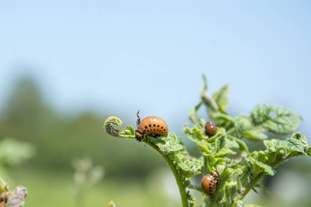 W okresie letnim w ogrodzie na jasny, słoneczny dzień na ziemniaki larwy larwy są dzieci Colorado chrząszczy. - Zdjęcie, obraz