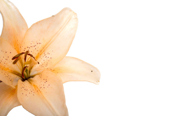 bright lilly flower isolated on the white - Photo, Image