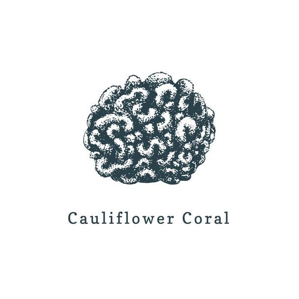 Bloemkool koraal vectorillustratie. Tekening van zee poliep op witte achtergrond. - Vector, afbeelding
