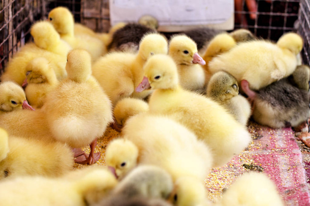 Little ducklings in a cage. Little ducklings, goslings crowd gathered in the cage. Young goslings on a poultry farm for sale in the store. Industrial poultry small agricultur - Photo, Image