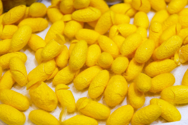jaune cocon une source de fil de soie et tissu de soie Pour le tissage de soie Thaïlande
. - Photo, image