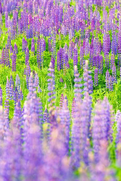 Fields of wild lupine. Beautiful purple flowers in fresh summer greens. Colorful natural background. - Foto, Imagem