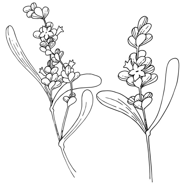 Lavender flower in a vector style isolated. Full name of the plant: lavender. Vector flower for background, texture, wrapper pattern, frame or border. - Vetor, Imagem