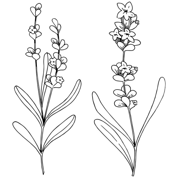 Levendula virág elszigetelt vektor stílusban. A növény neve: levendula. Vektor virág a háttér textúra, burkoló minta, keret vagy határ. - Vektor, kép