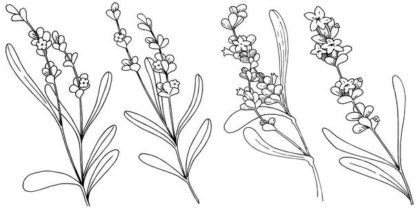 Лавандовый цветок в векторном стиле изолирован. Полное название растения: лаванда. Векторный цветок для фона, текстуры, обертки, рамки или каймы
. - Вектор,изображение