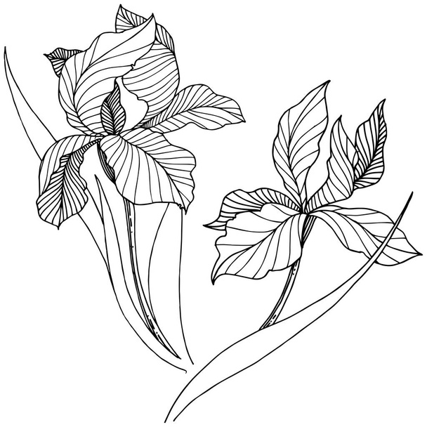 Wildblumen-Schwertlilien im Vektorstil isoliert. voller Name der Pflanze: Iris. Vektorblume für Hintergrund, Textur, Wrappermuster, Rahmen oder Rahmen. - Vektor, Bild