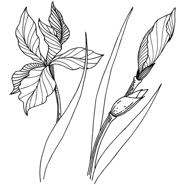 Wildflower irises in a vector style isolated. Full name of the plant: iris. Vector flower for background, texture, wrapper pattern, frame or border. - Vetor, Imagem