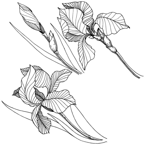 Дикі квіти ірисів у векторному стилі ізольовані. Повна назва рослини: райдуга. Векторна квітка для тла, текстури, візерунка обгортки, рамки або рамки
. - Вектор, зображення