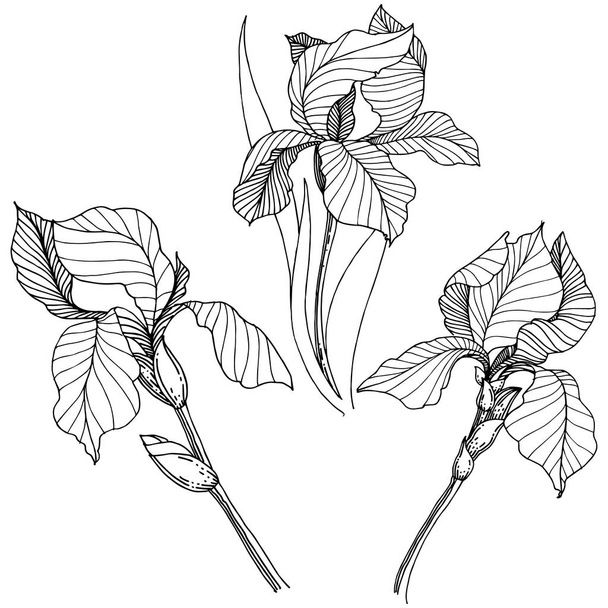 Iris de flor silvestre en un estilo vectorial aislado. Nombre completo de la planta: iris. Flor vectorial para fondo, textura, patrón de envoltura, marco o borde
. - Vector, imagen