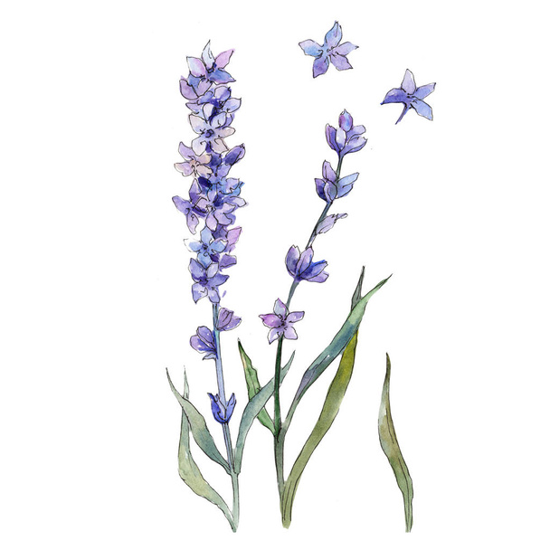 Pupple lavendel. Floral botanische bloem. Geïsoleerde illustratie element. Aquarelle wildflower voor achtergrond, textuur, wrapper patroon, frame of rand. - Foto, afbeelding
