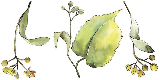 緑の菩提樹の葉。葉植物植物園花葉。孤立した図の要素。背景、テクスチャ、ラッパー パターン、フレームや境界線の aquarelle 葉. - 写真・画像