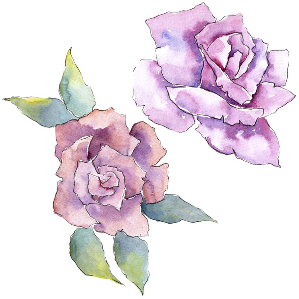 Tender pink roses. Floral botanical flower. Isolated illustration element. Aquarelle wildflower for background, texture, wrapper pattern, frame or border. - Photo, Image