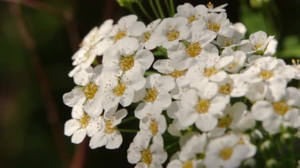 Spiraea white flowers on the background of green leaf. An ornamental plant used in landscape design, as a living fence and not only - Footage, Video