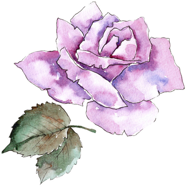 Tender pink roses. Floral botanical flower. Isolated illustration element. Aquarelle wildflower for background, texture, wrapper pattern, frame or border. - Zdjęcie, obraz