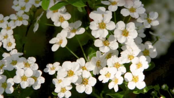 Spiraea valkoisia kukkia taustalla vihreä lehti. Koristekasvi, jota käytetään maiseman suunnittelussa, elävänä aita eikä vain
 - Materiaali, video