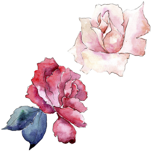 Tender pink roses. Floral botanical flower. Isolated illustration element. Aquarelle wildflower for background, texture, wrapper pattern, frame or border. - Foto, imagen