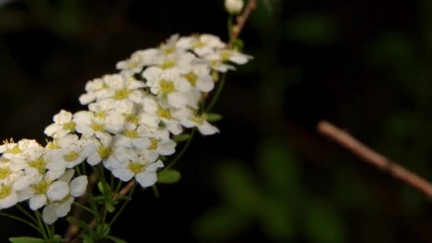 Gyöngyvessző fehér virágok, a háttérben a zöld levél. Egy Dísznövény táj design, használt, mint egy élő kerítés, és nem csak - Felvétel, videó