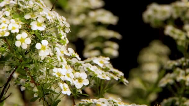 シモツケ属の白い花緑の葉の背景に。ランドス ケープ デザイン、リビング フェンスとして使用される観賞植物だけでなく、 - 映像、動画