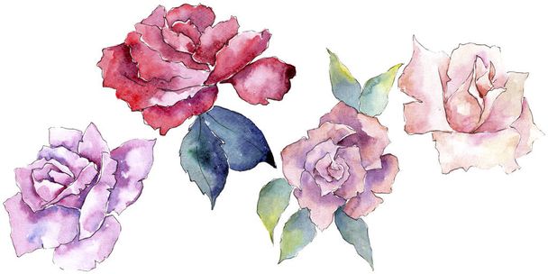 Tender pink roses. Floral botanical flower. Isolated illustration element. Aquarelle wildflower for background, texture, wrapper pattern, frame or border. - Photo, Image