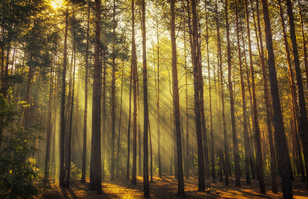 Çok güzel bir sabah sahne, Güneş ışınları ağaç dalları ile kırmak.. - Fotoğraf, Görsel