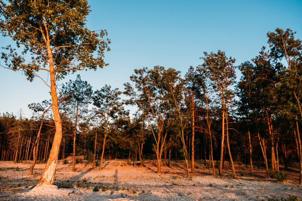 όμορφο τοπίο με ψηλά δέντρα που φύονται στην άμμο στο βράδυ - Φωτογραφία, εικόνα