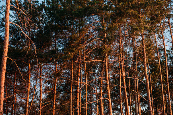 scenic view of beautiful tall trees in forest - Zdjęcie, obraz