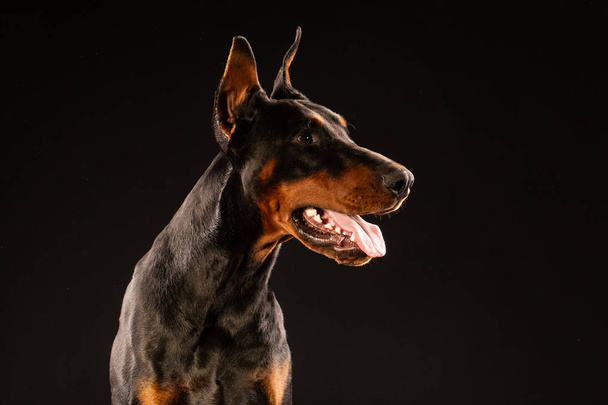 黒い背景にドーベルマン犬の肖像画。訓練を受けた犬 - 写真・画像