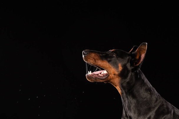 Retrato de doberman pinscher sobre fondo negro. perro entrenado
 - Foto, imagen