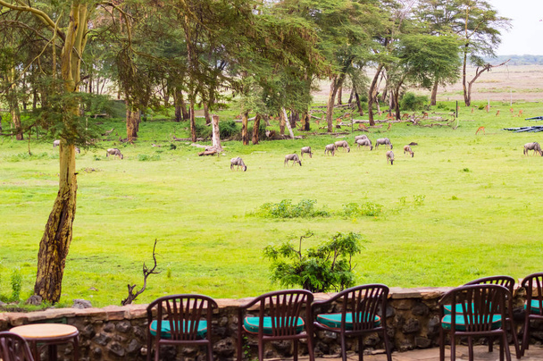 Terraza con sillones con vistas al Parque Amboseli para observar animales como ñus o impala
 - Foto, Imagen