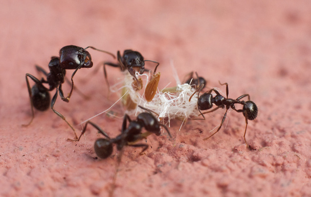Einige Ameisen kooperieren beim Transport von Nahrung - Foto, Bild