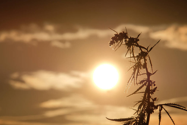 La cannabis si appoggiava al sole. Concetto per background sulla legalizzazione o proibizione della marijuana. Silhouette le cime della canapa selvatica con infiorescenza e semi contro il bel cielo serale
. - Foto, immagini