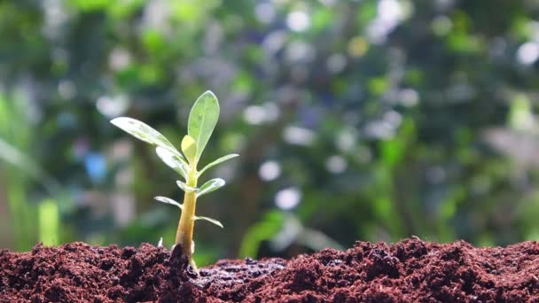  Растение растет на почве с ручной поливки в зеленой природе
 - Кадры, видео