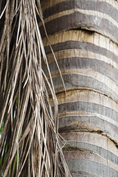 cerca de palmera cocotero tronco y textura de la hoja
 - Foto, imagen
