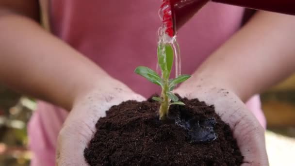 yeni hayat kavramı, yeşil küçük bitki holding kadın eller - Video, Çekim