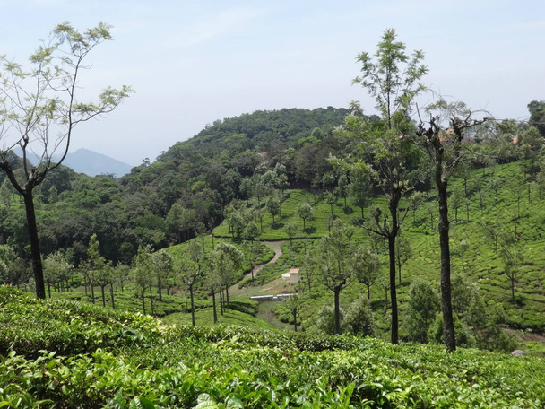 Muito boa vista superior do jardim de chá ooty, Índia
 - Foto, Imagem