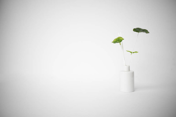 Potted fragrance plant on white background. Zen serenity peaceful background. Minimal and fresh. - Фото, зображення